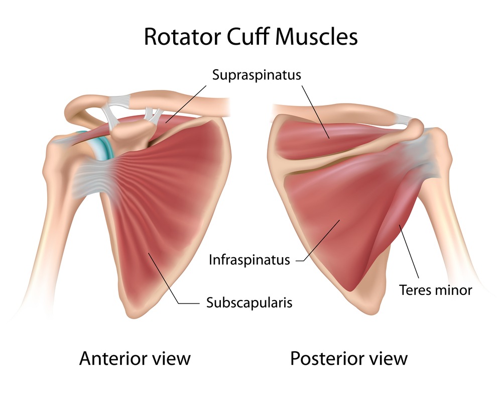shoulder rotator cuff muscles, samadhi yoga blog