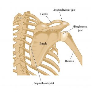 shoulder bones